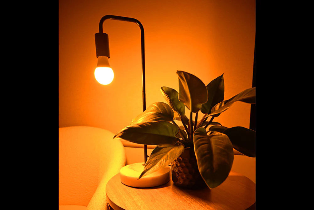 Full Spectrum Light Bulb - Image 4